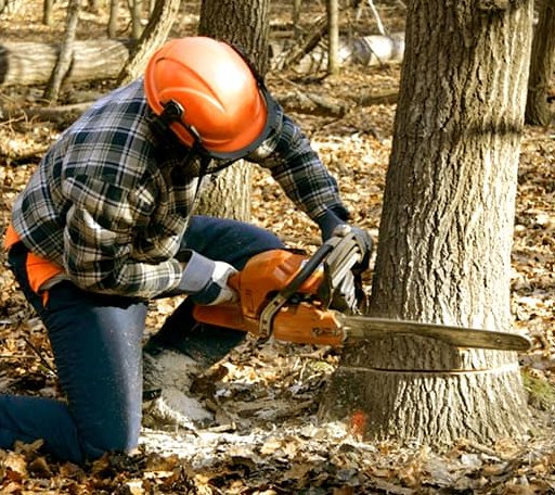 Tree Removal in Estelline, TX